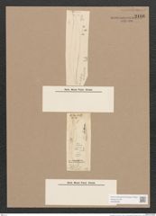 Pleurosigma sp. (de-Toni-Nr.: Genus 13) Zeichnungen Sammlung Grunow Nr. 2186 (NHMW-BOT-W0369256)
